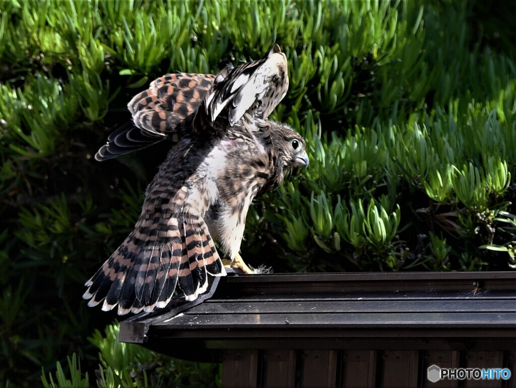 20200530　チョウゲンボウの雛-3