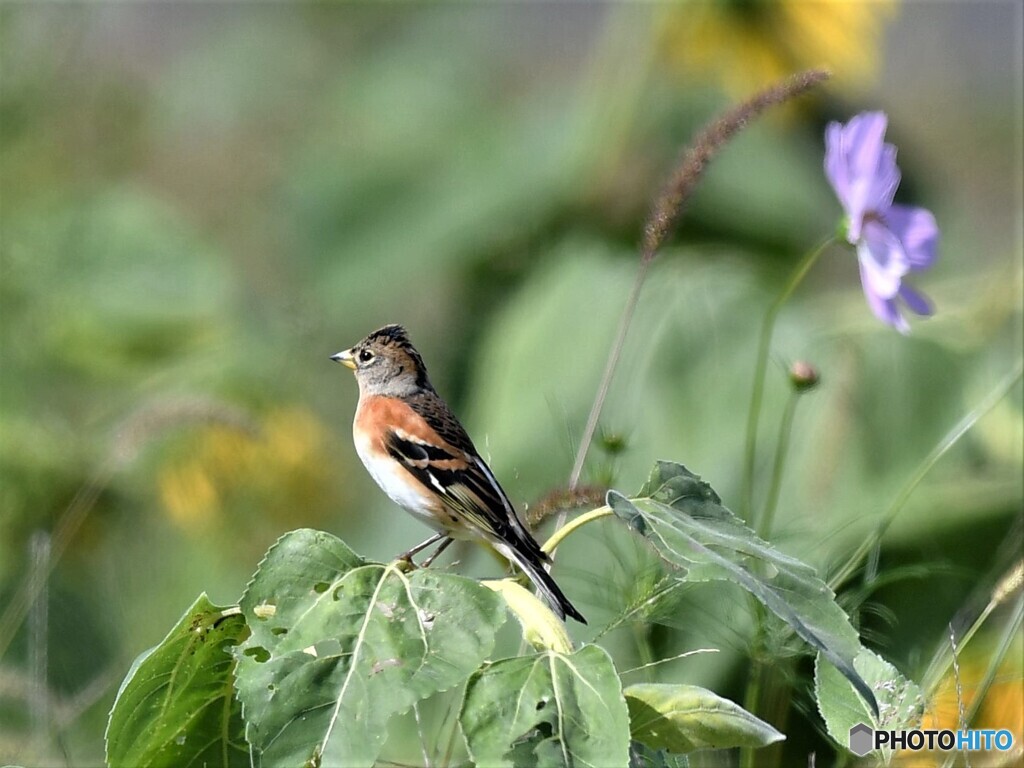 20201025-4　アトリとヒマワリ