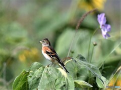 20201025-4　アトリとヒマワリ
