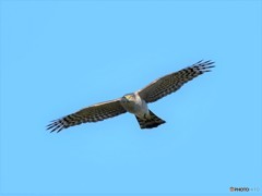 20181127-3　今日の一枚