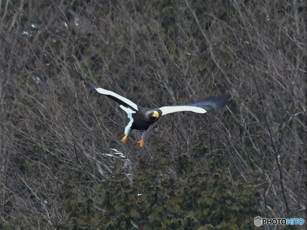 20190224-3　湖北のオオワシ