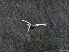 20190224-3　湖北のオオワシ