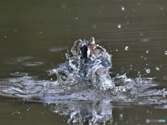 20190312-4　カワセミハイライト