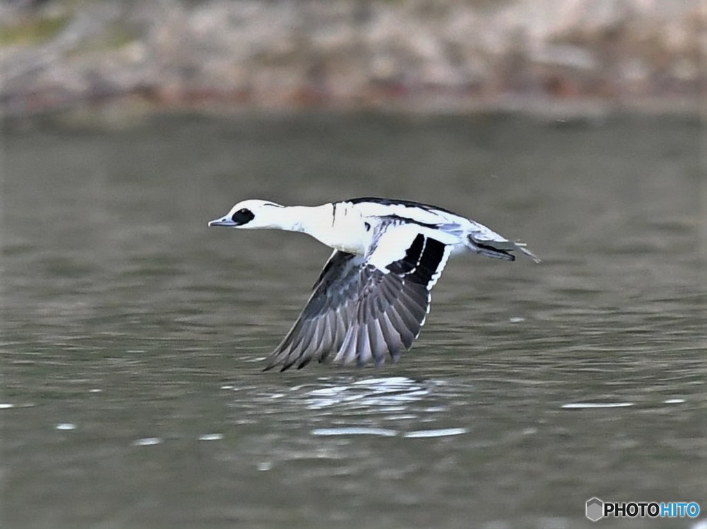 20181227-2　ミコアイサ