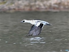 20181227-2　ミコアイサ