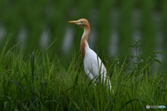 20180608-2 アマサギ