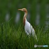 20180608-2 アマサギ
