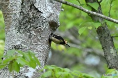 20180529-2 アカゲラ