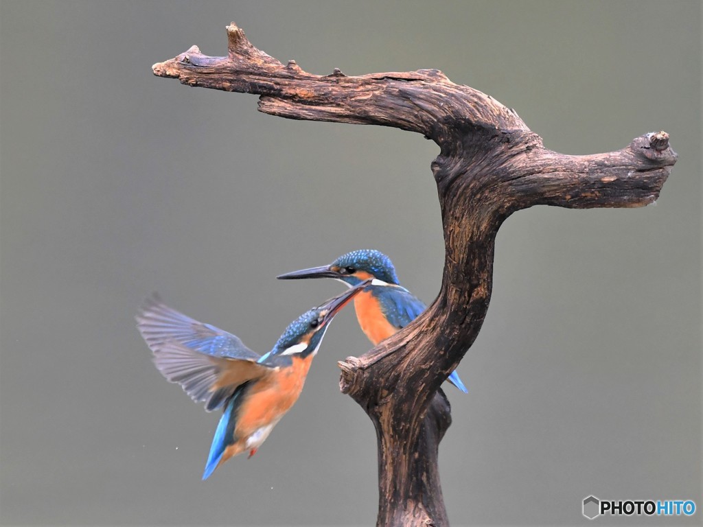 20190110-4　ホバリング