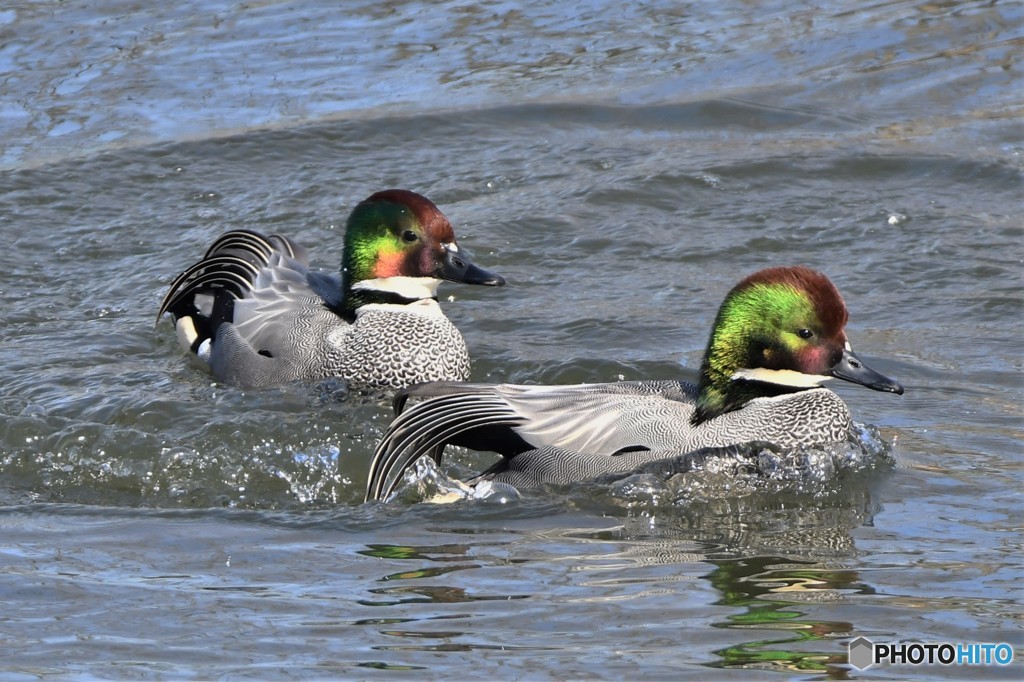 ナポレオン20180220-3