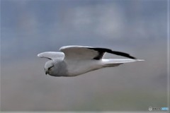 ハイチュウ飛翔その4