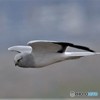 ハイチュウ飛翔その4