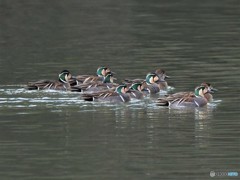 20190216-3　トモエガモ