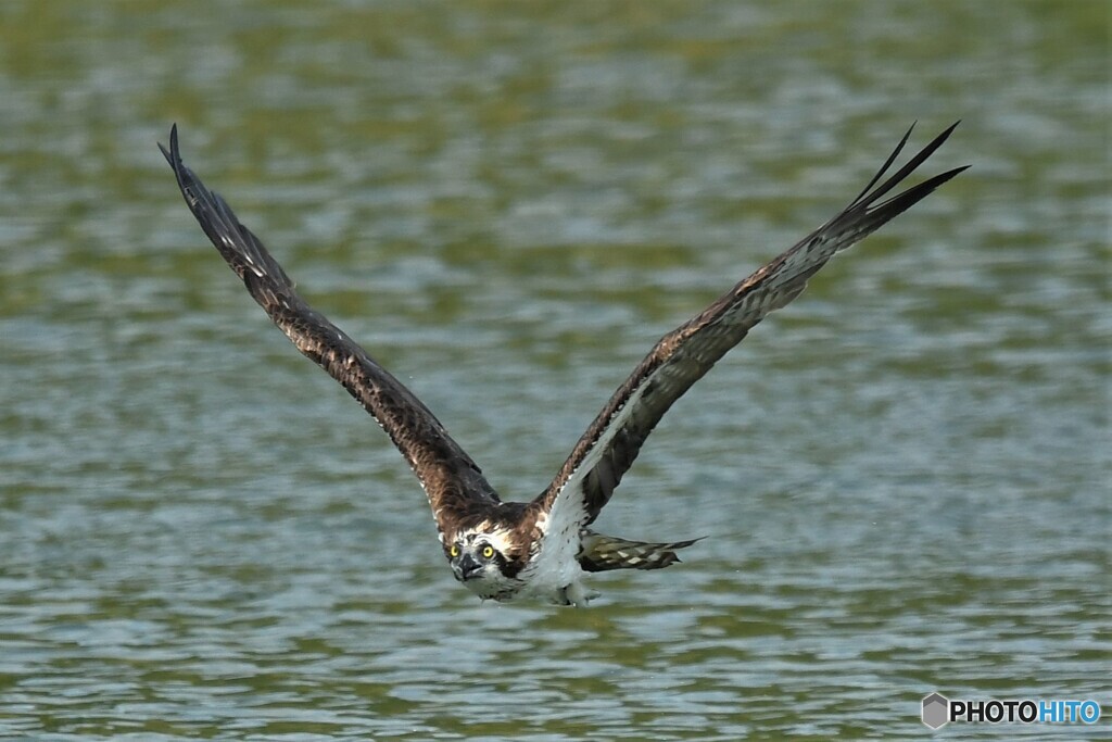 20190910　ミサゴ狩り失敗-3