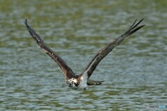 20190910　ミサゴ狩り失敗-3