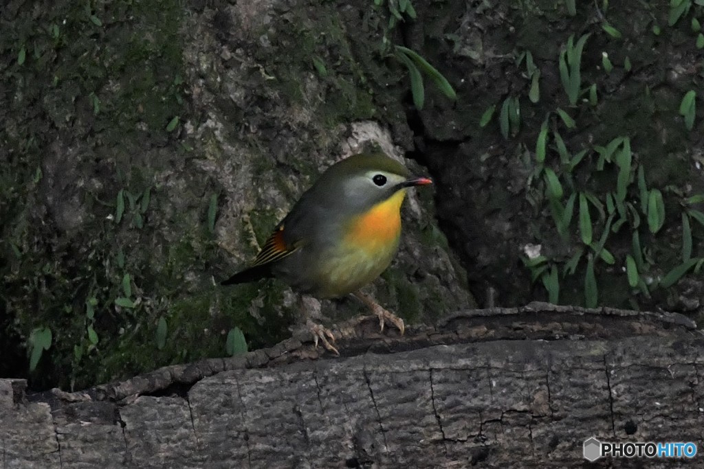 ソウシチョウ 20180304-1