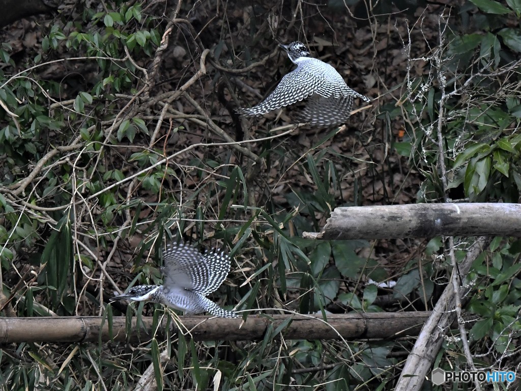 20190324-2　今日のヤマセミ