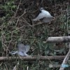 20190324-2　今日のヤマセミ