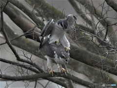 20190325-4　今日のオオタカ