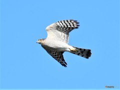 20181127-4　今日の一枚