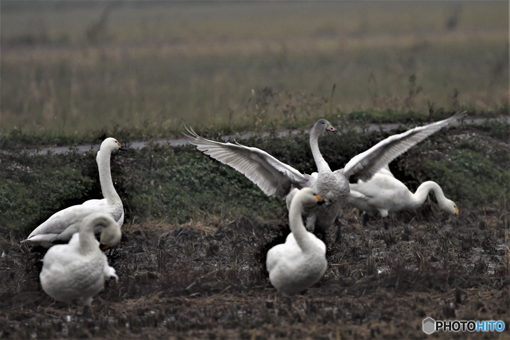 コハクチョウその2