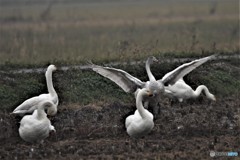 コハクチョウその2