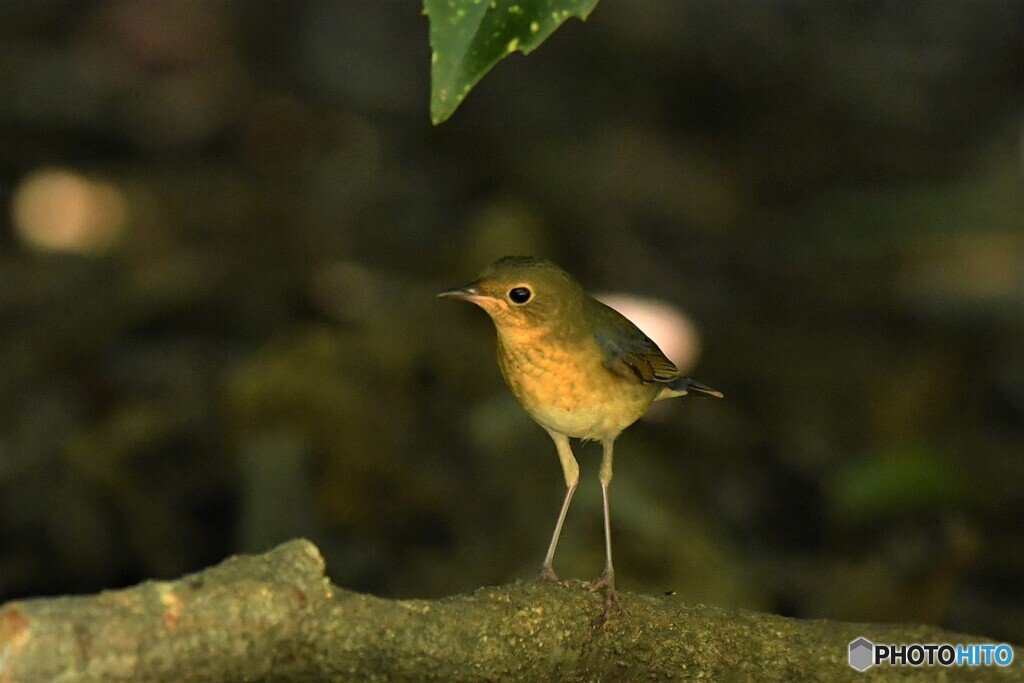 20190825　コルリの幼鳥-3