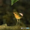 20190825　コルリの幼鳥-3