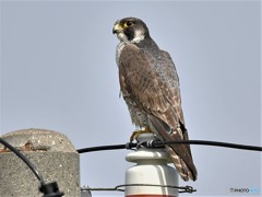 20190503-1　ハヤブサ