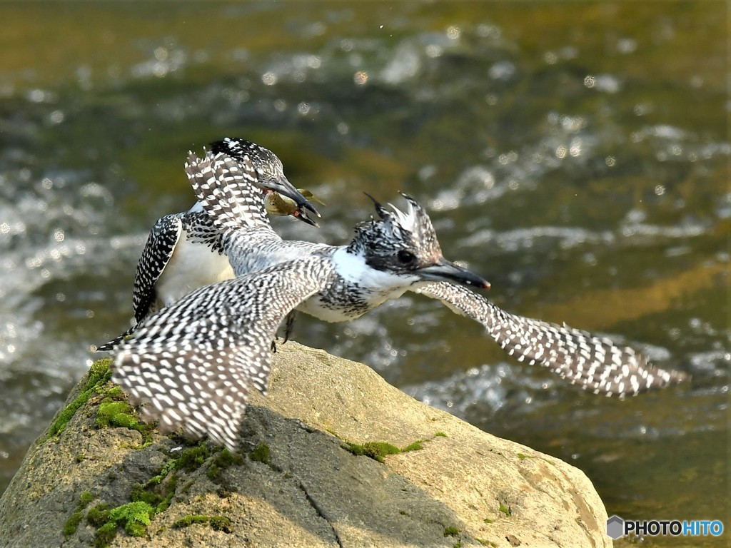 20190621　ヤマセミ-4