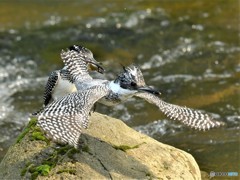 20190621　ヤマセミ-4