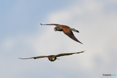 チョウゲンボウ♂の威嚇