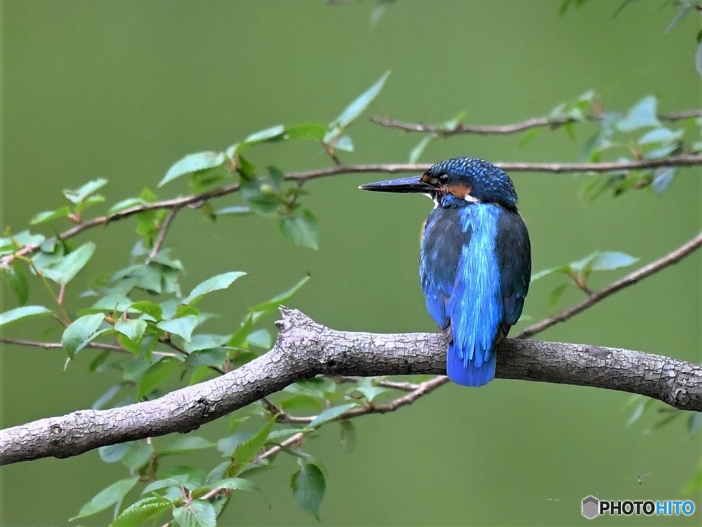 20190506-2　カワセミ