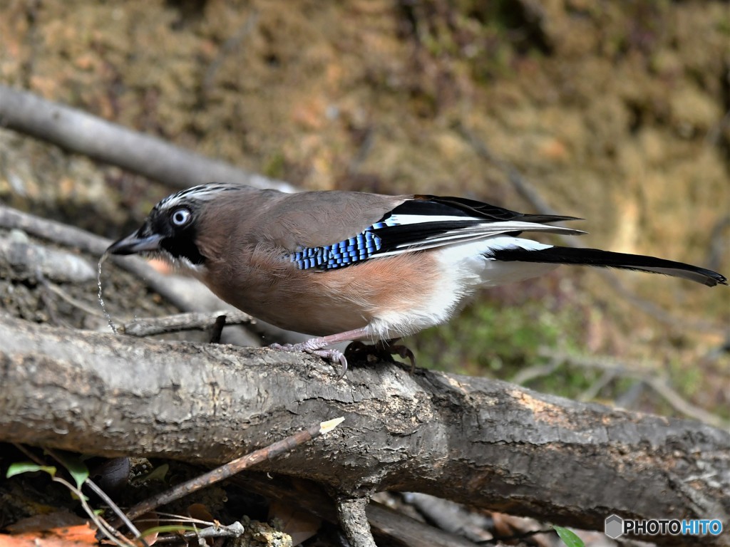 3 カケスの水飲み By 写鳥楽 Id 写真共有サイト Photohito