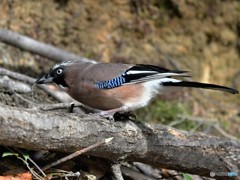 20190119-3　カケスの水飲み