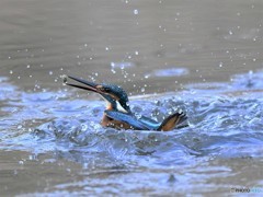 20190225-4　カワセミのドボン