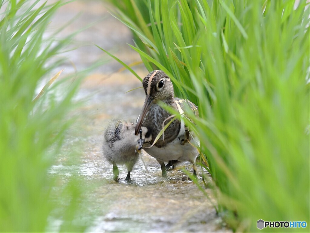 20210614　タマシギの親子-1