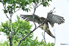 20180607-1 樹上パフォーマンス