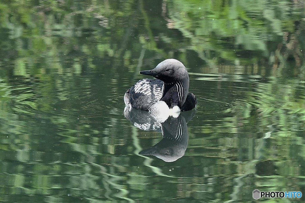 20180623-2 シロエリオオハム
