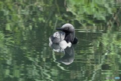 20180623-2 シロエリオオハム