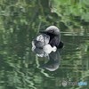 20180623-2 シロエリオオハム