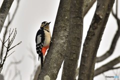 アカゲラ♀その4