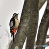 アカゲラ♀その4