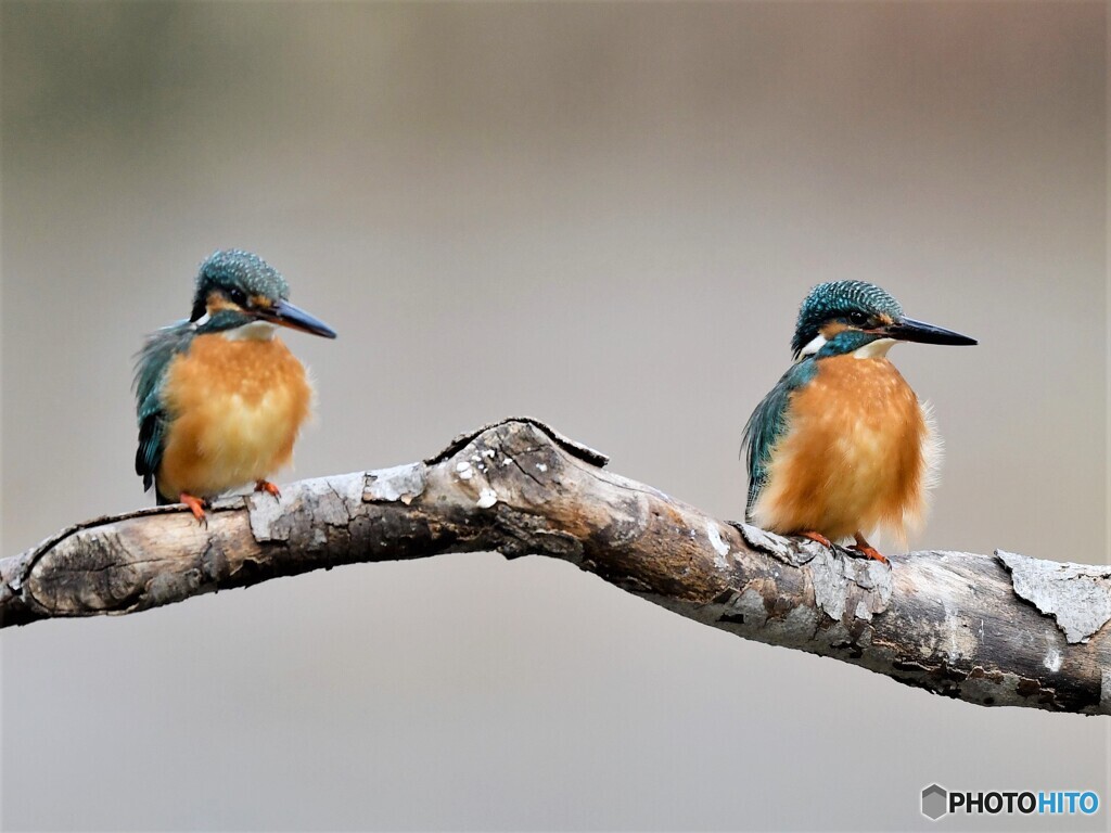 20210108　撮り初めはカワセミから-1
