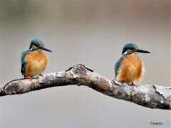 20210108　撮り初めはカワセミから-1