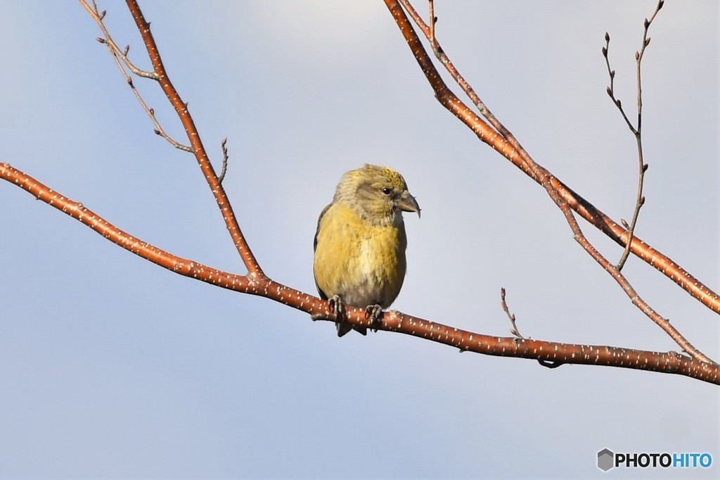 イスカの♀その1