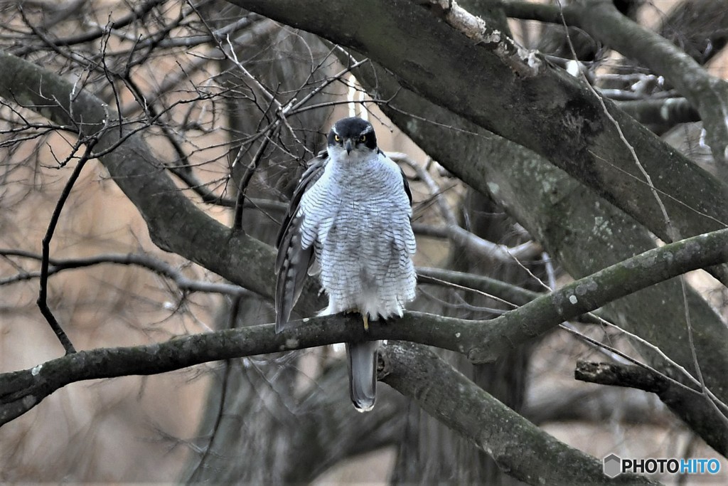 オオタカ 20180311-5