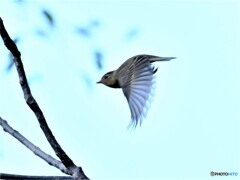 20201024-4　ムギマキ