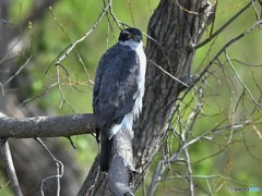 20190405-1　今日のオオタカ