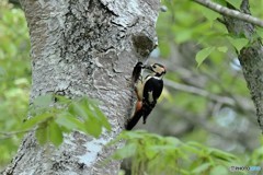 20180529-4 アカゲラ